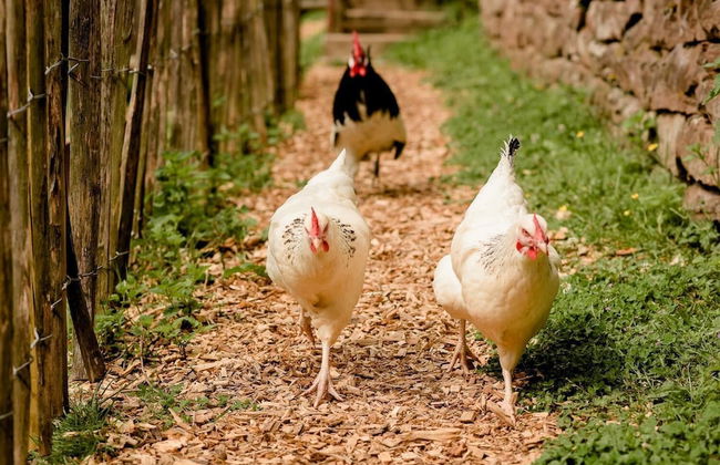 Nengshof - Haus Wildrose - Photo 32