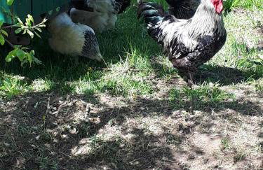 Familienfreundlich Wohnen im Miriquitdi Erzgebirge - Foto 10