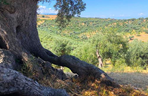 Agriturismo Vulcano - Foto 121