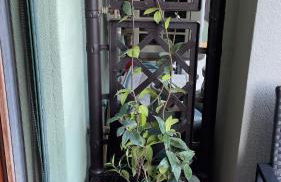 Casa Freud - Foto 14