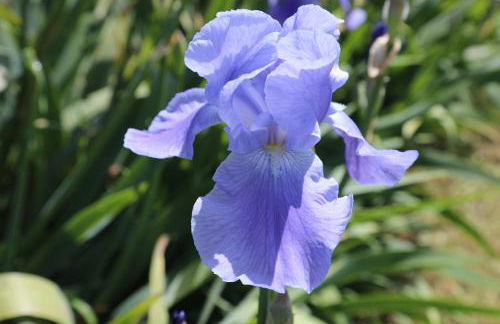 GITE MONTGOLFIÈRE 4 PERSONNES - Foto 16
