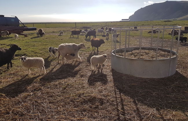 Ásólfsskáli Cottage - Foto 24