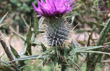 The Three Kings Inn - Foto 33