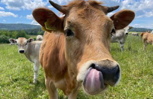 Pastelova Krova - domki w Bieszczadach - Foto 36