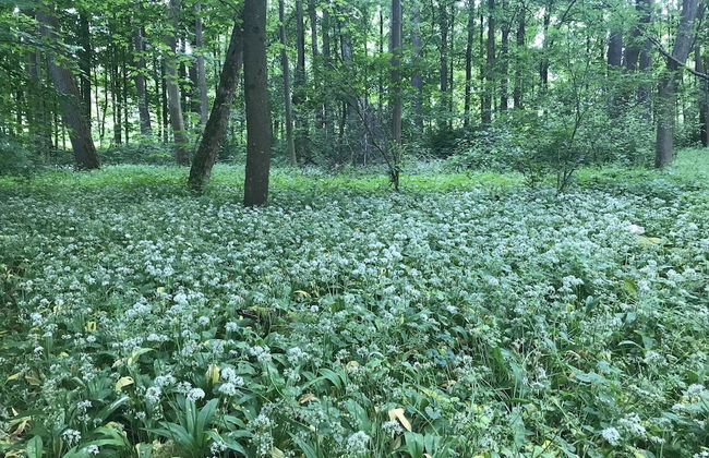 Holiday home with sauna and garden lounge - Foto 38