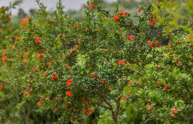 Aneli Villas - Villa Anastasia - Foto 66