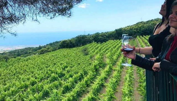 Assaporando un bicchiere di vino davanti ai vigneti