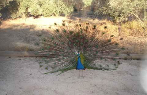 Casas Rurales La Loma Del Carrascal - Foto 22