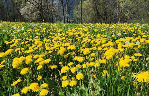 Casa per vacanze degli gnomi - Foto 30