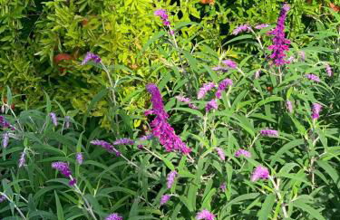 Luxury Serviced Cottage in a Historical Chianti Borgo - Foto 32