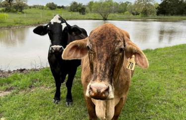 Modern Farmstay Cabin with Friendly Animals, Pond Views & Nature Trails Near Cedar Creek, Texas - Photo 62