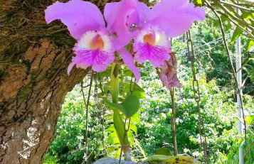 Residencial Flor- Hilda - Foto 22