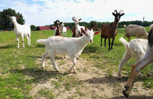 Dylewianka - Foto 27