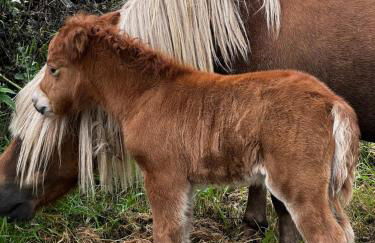 The Vogue Lodge - Photo 16