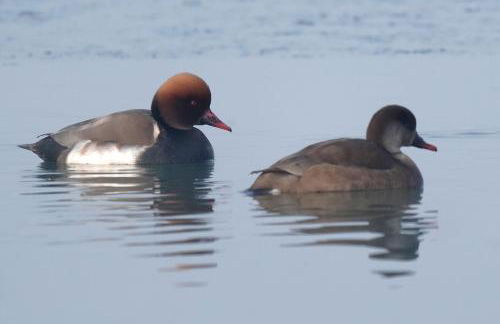 Appartements détente & nature - Domaine de La Thiau - Photo 93