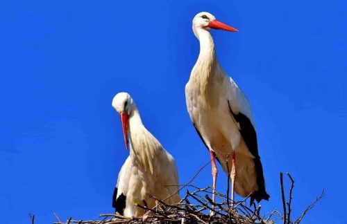 Aux cigognes de Blotzheim - Foto 18