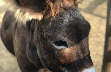 La Rondanina - Photo 17