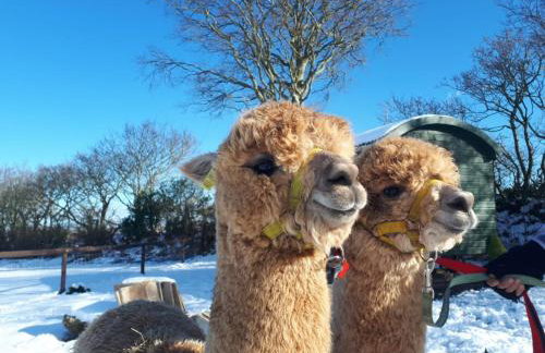 Cosy Off Grid Shepherds Hut with Wood Fired Hot Tub - Foto 14
