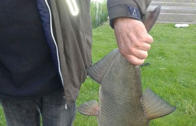 Villa Sonnenschein - Foto 8