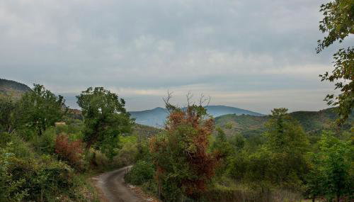 Ο κισσός - Foto 4