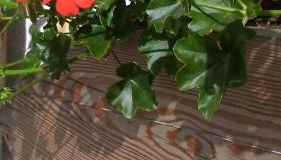 Appartamenti Anna Benedetti - Foto 3