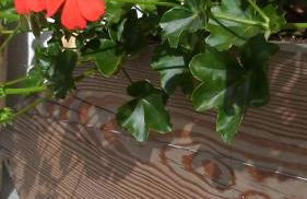 Appartamenti Anna Benedetti - Foto 3