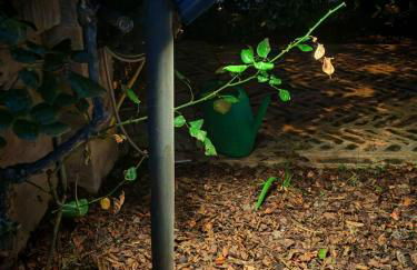 Daphne Experience - Home, Harmony and Garden - Foto 69