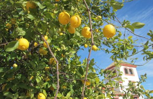 Cortijo El Triguero N-398 Ctra Carmona – El Viso del Alcor Km 18 - Foto 33