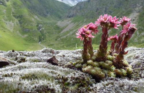 Metsola Apartamentos Rurales - Foto 45