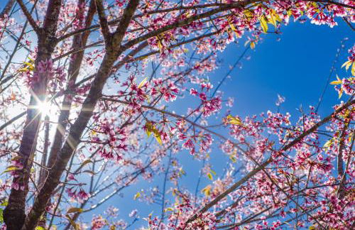 Chalé Flores e Amores - Photo 11