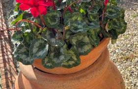 Appartamento Magnolia - Foto 27