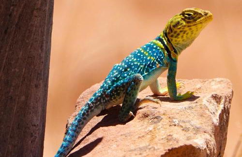 Grizzly Roadhouse Bed and Breakfast - Foto 42