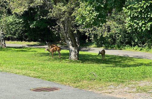 Luxury Estate Elegant Private The White Lion Manor - Foto 78