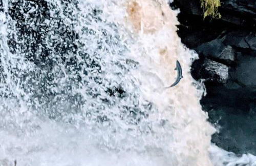 Rowan Cottage, CrannachCottages - Foto 25