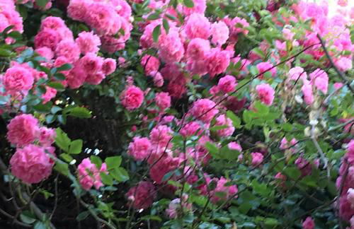 Casa Gramapa - Foto 15