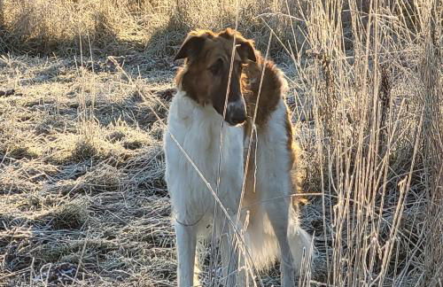 Märchenhaft urlauben auf dem Alpakahof - Foto 53