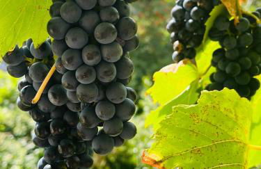 ARTvacanza Neustadt - Foto 27