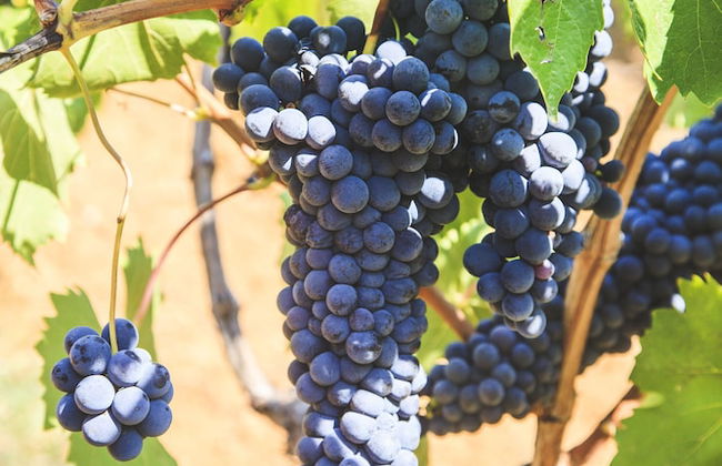 Case Vacanza Podere Risoino - Foto 92