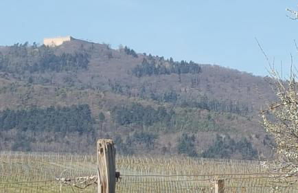 Fleur de Vigne - Foto 42