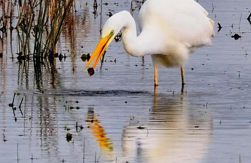 Ian's Cottage, Wedmore - country cottage for two - Foto 32