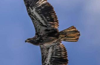 Gorgeous Tiny House with Indoor and Outdoor Lounging Space in Alabama - Foto 21