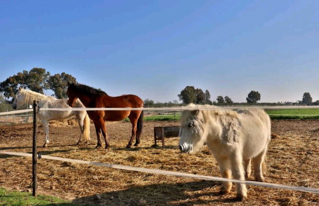 Casa Rural Ecuestre - Foto 46
