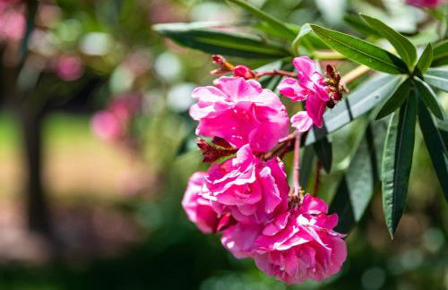 Apartamentos Monte dos Avós, Albufeira by AlgarveBlossom - Foto 13