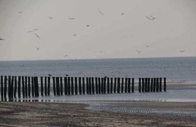 Studio in Domburg Near Beach and Golf - Photo 34