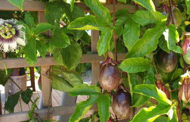 Can Pardal - Foto 47