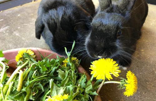 Elas's Hof - 52Nord - Foto 17