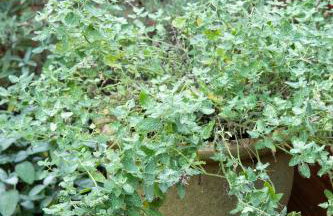 Garden Studio Annex w/free parking - Foto 10