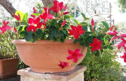 Tenuta Colverano - Foto 36