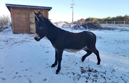 Stajnia Smaku - Photo 13