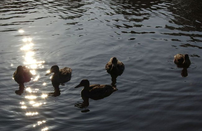 Holzhaus am See - Foto 6